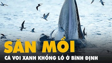 Cá voi xanh khổng lồ tung mình săn mồi trên biển Bình Định