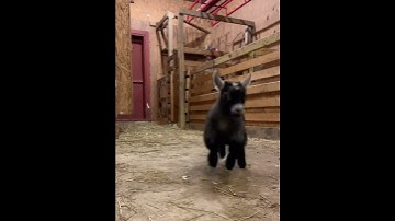 Why Are Baby Goats So Happy? 🐐 Their Joy Will Make You Smile! #cutefarmanimal #goat #lovelygoat