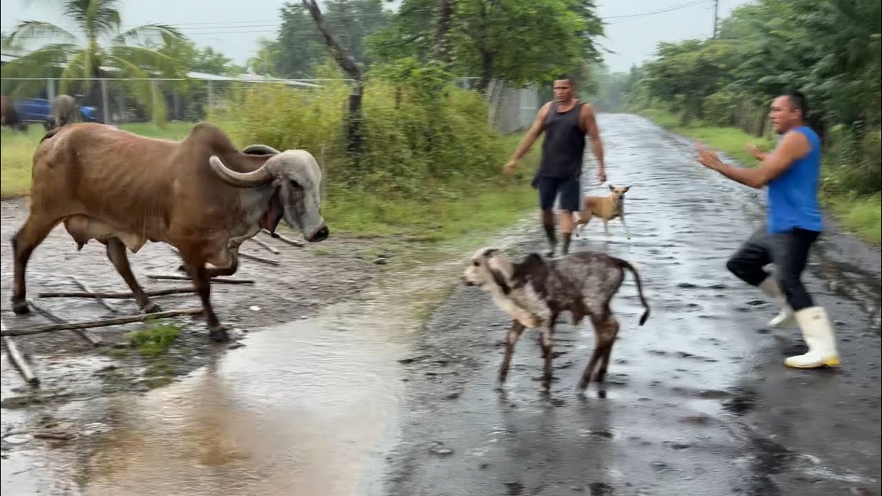 Vaca brava le sacó un gran brinco y una carrera a Joel en medio de la lluvia