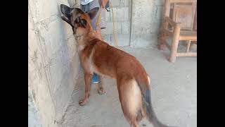 unang araw sa pagsasanay  ni Max at sagot po sa inyong katanungan owner trainor k9 belgian malinois