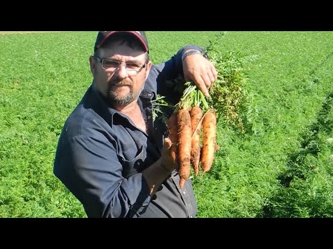 Carrot Foliage Trimmer