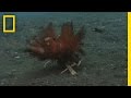 Carrier Crab Behavior and Adaptations