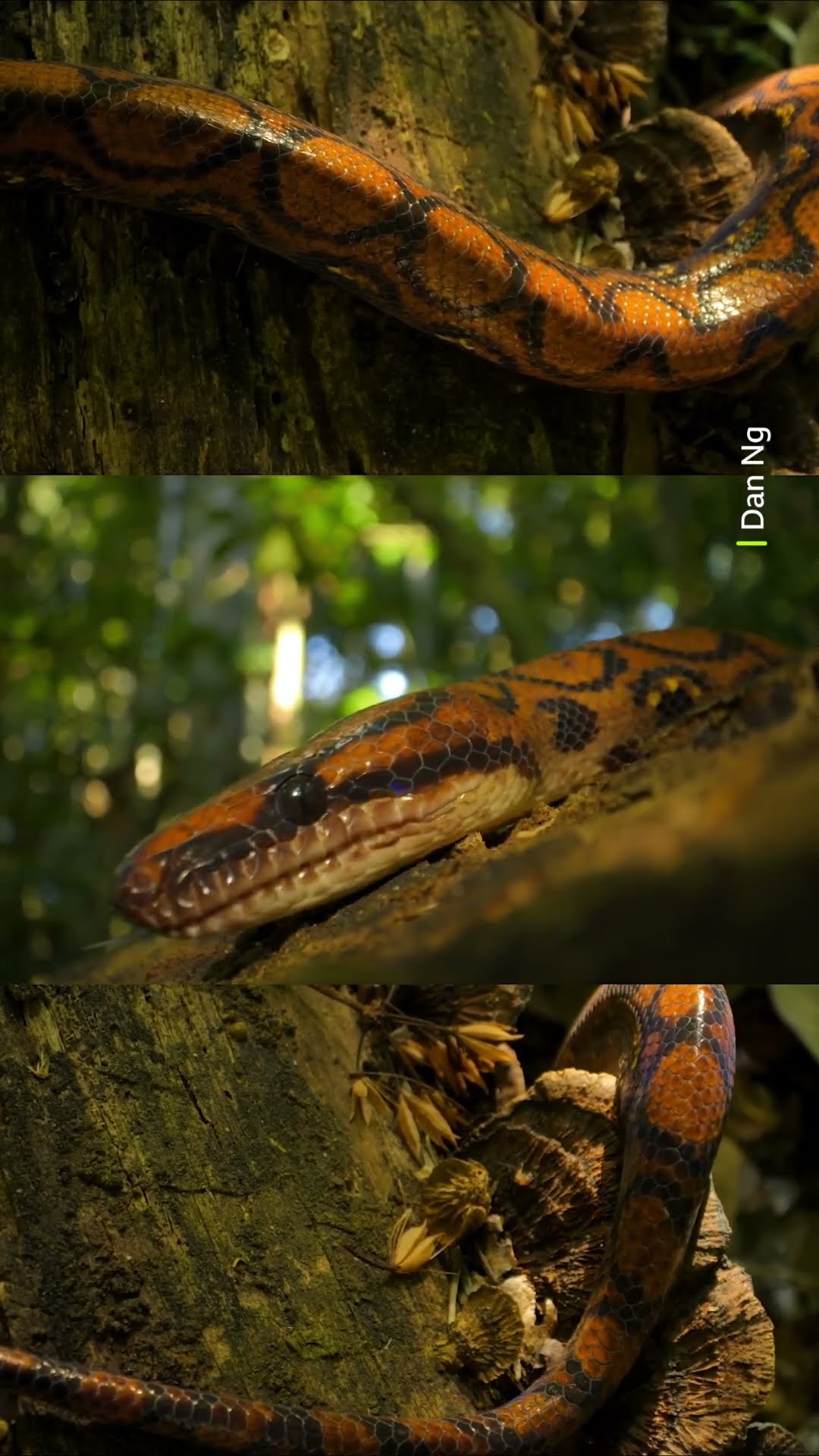 The rainbow boa: hunting mode activated ? #Snake #Animals #Shorts