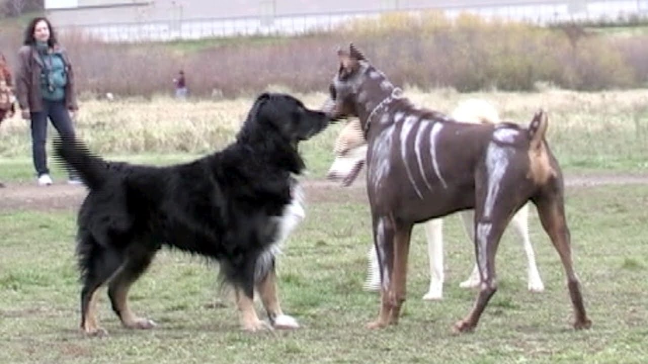 zeus the red doberman spooky skeletons halloween 2015 youtube