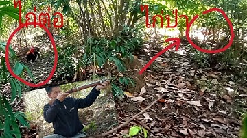 ต่อไก่ป่า qaib qus tuaj ceev tiag2