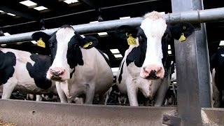 TB Free England: Working to stop the spread of bovine TB (part 1)
