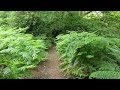Peaceful forest walk #tallplants #nature #woodlandwalk #asmr #walkinthewoods