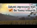 Autumn impressions from the Vienna vineyards