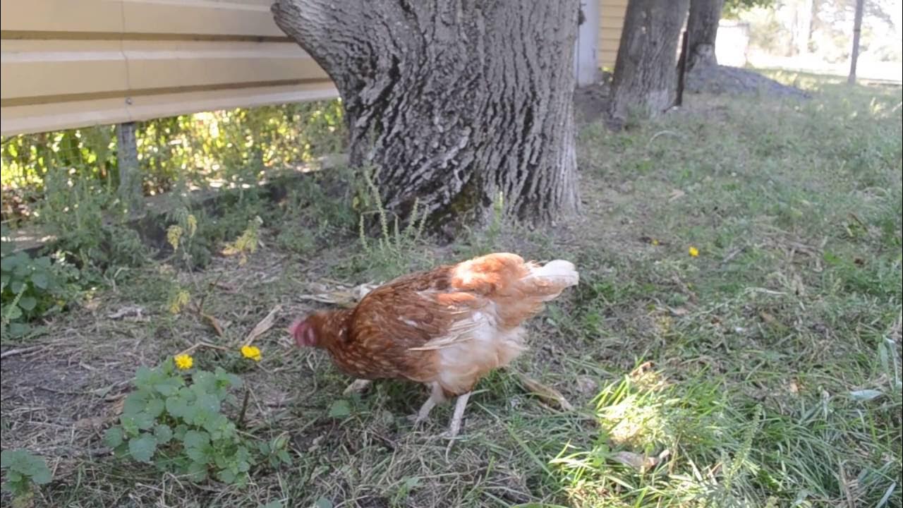 Прогулка для куриц. Куры кроссы. Что любят куры. Курицы едят огурцы. Куры едят.