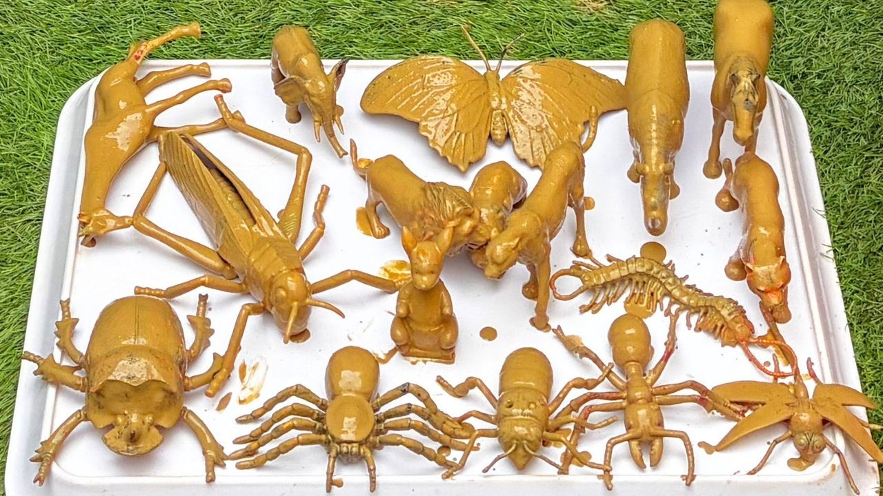 Animal Adaptations and Ecological Interconnections