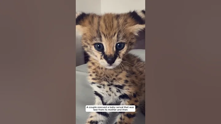 Video 9774731: rescued baby serval, rescue mother