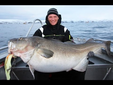 42 Top Images Como Cocinar El Bacalao : Formas de preparar el bacalao - Buena Salud