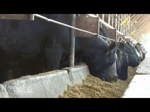 Video: Vai govis ir radījis cilvēks?