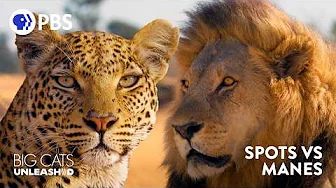 Why Lions Have Manes and Leopards Have Spots