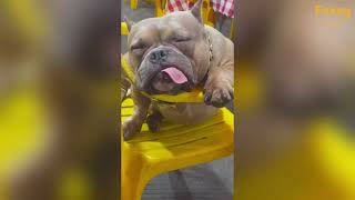 😂🤣Best Funny Animal Videos Compilation of The Week 😹🐶#funnyanimals