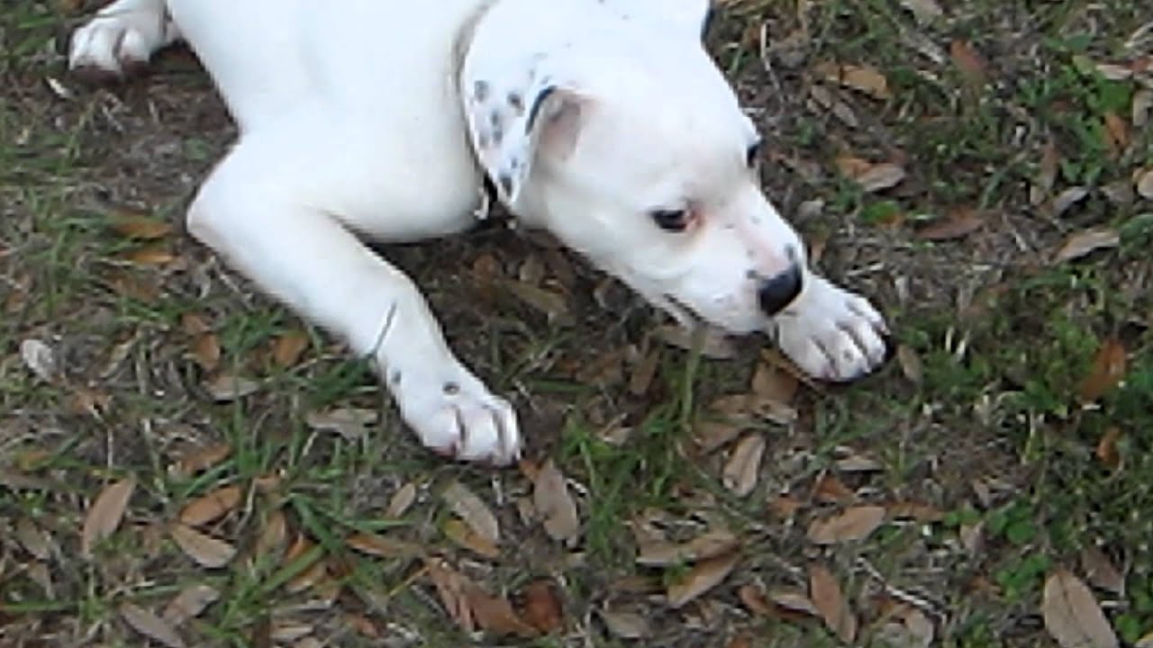 white pitbull puppy