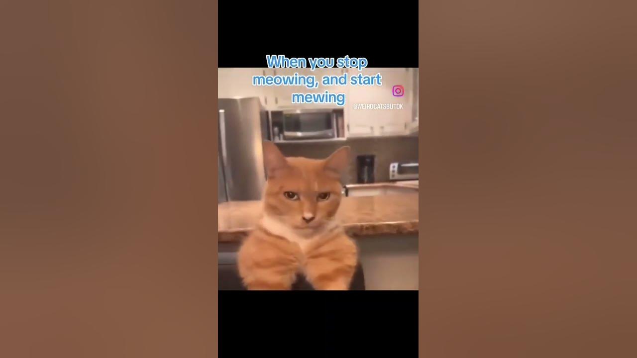 when-you-stop-meowing-and-start-mewing-youtube