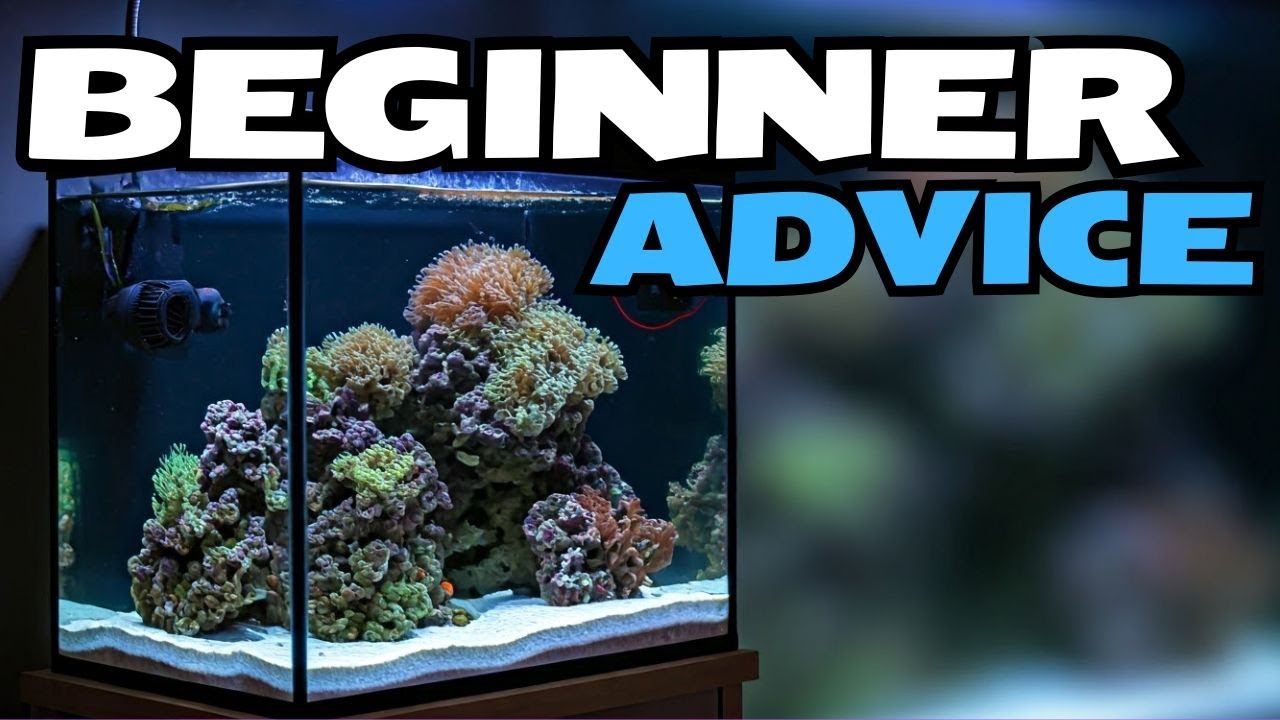 Curated visual reference: Visual Reference: Saltwater Tank Setup For Beginners Avoid These Mistakes