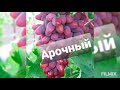 Продажа саженцев и черенков винограда 2022 год весна🍇🍇🍇