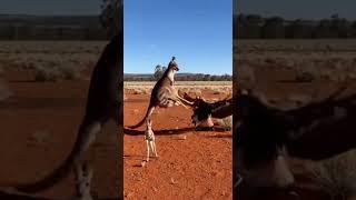 Incredible Kangaroo Kick! Mom Protects Joey from Eagle Attack (Home Cam)