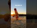 Who’s the boss?: Round 19 #T-rex #goatlife #farmlife #swgeorgia #whostheboss