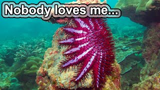 Very pretty... pretty annoying! | 10 COOL CROWN OF THORNS STARFISH FACTS