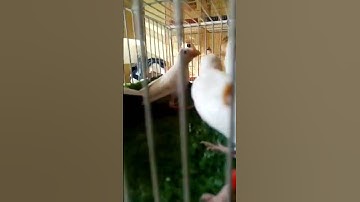 red eyes java #birds #java