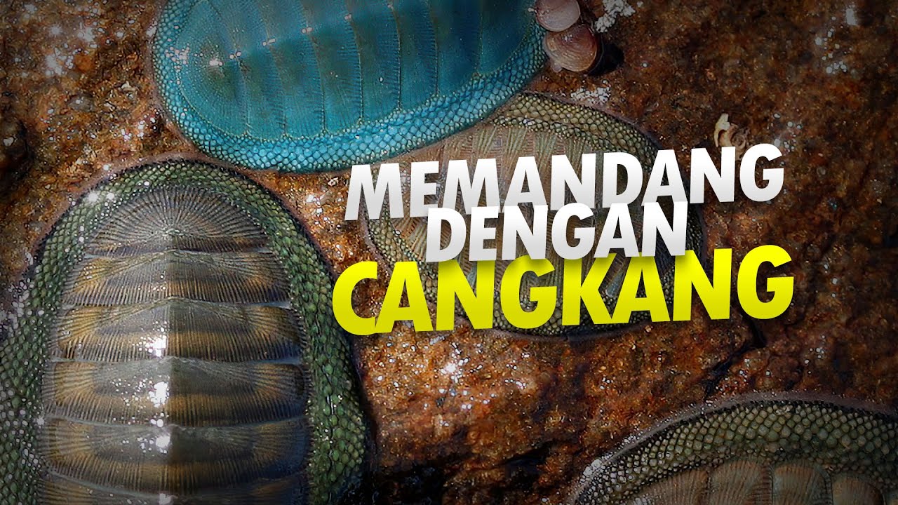 Keras Gigiku, Seribu Mataku, Kiton Namaku #AlamSemenit