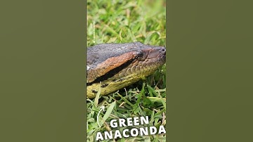 Battle of the big snakes: Reptile park does annual weigh in of their biggest snakes