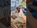 Motor Stator Copper Winding Stripping Machine | Efficient Electric Motor Copper Coil Removal Process