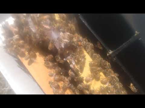Letting the Bees Choose Their Queen