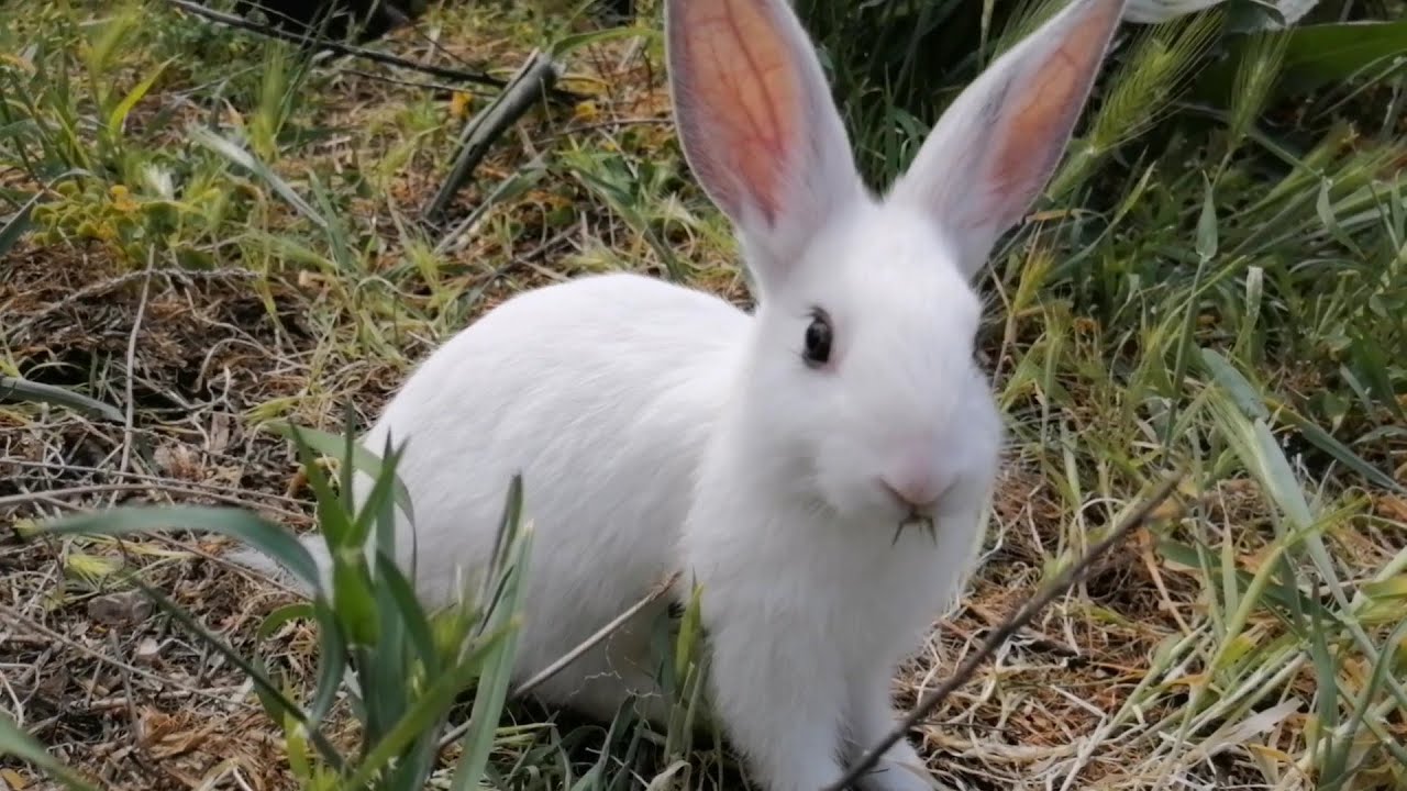 Adorable Baby Rabbits Eating Grass and Playing in a Sunny Garden YouTube