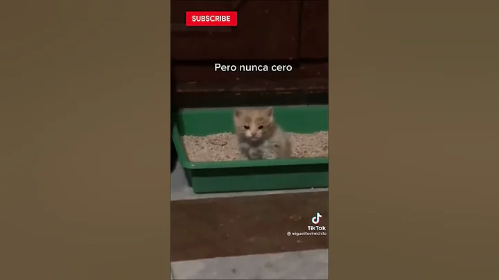 Video 6865101: meowing loudly cats kittens, baby cats kitten meowing, cats kittens meowing cute, funny cats kittens meowing, girl cat kitten, compilation cute funny