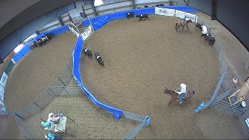 Big Sky Ranch Sorting Saddle Series #4 - #3 SORT - Round #2 - Ride #20
