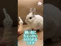 ちょっかいかけられるうさぎ #うさぎ #bunny #しろうさぎ