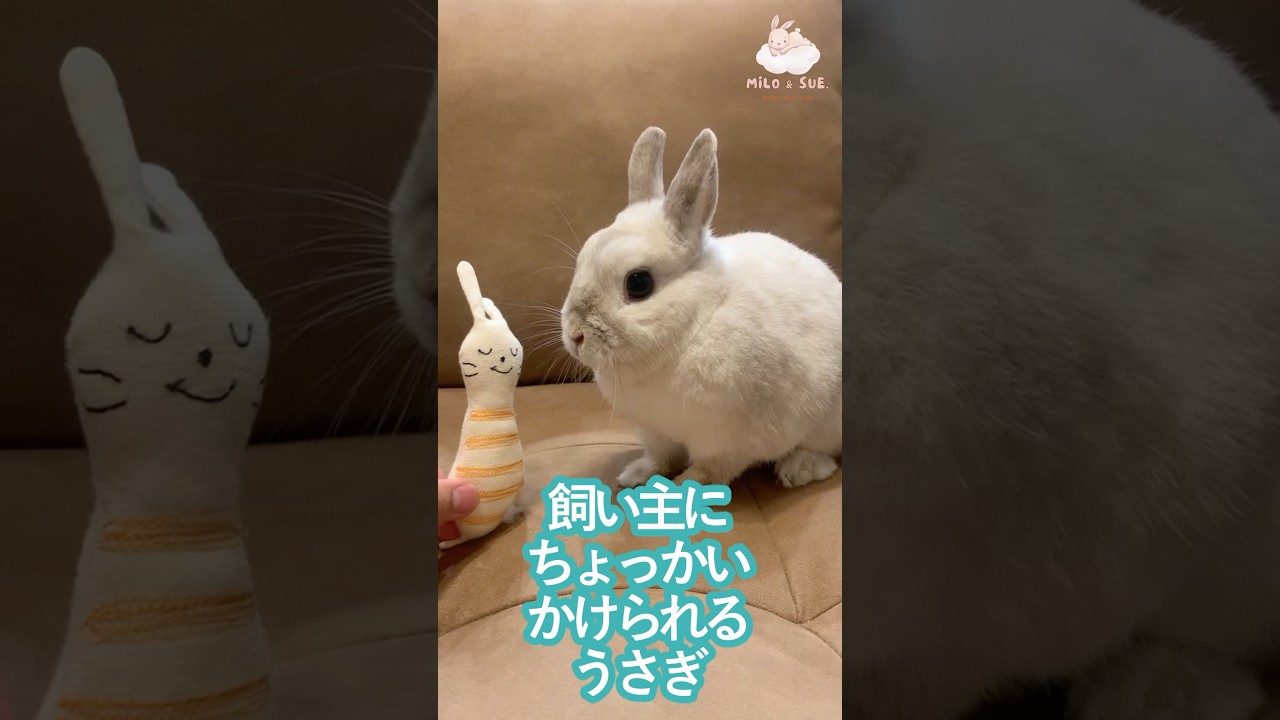 ちょっかいかけられるうさぎ #うさぎ #bunny #しろうさぎ