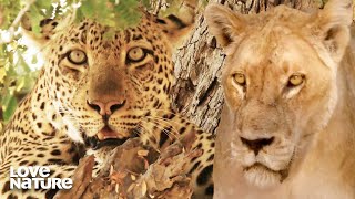Big Cat Showdown: Lioness Bounds After Leopard | Love Nature