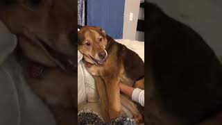 Owner Tickles Dog And Dog Makes A Strange Sound Like Its Laughing.