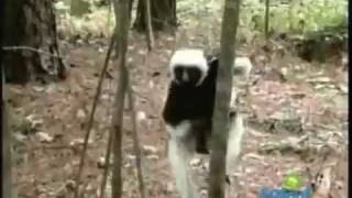 Zoboomafoo Intro Wlyrics