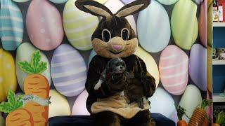 Pet Photos with the Easter Bunny at Naperville’s Two Bostons