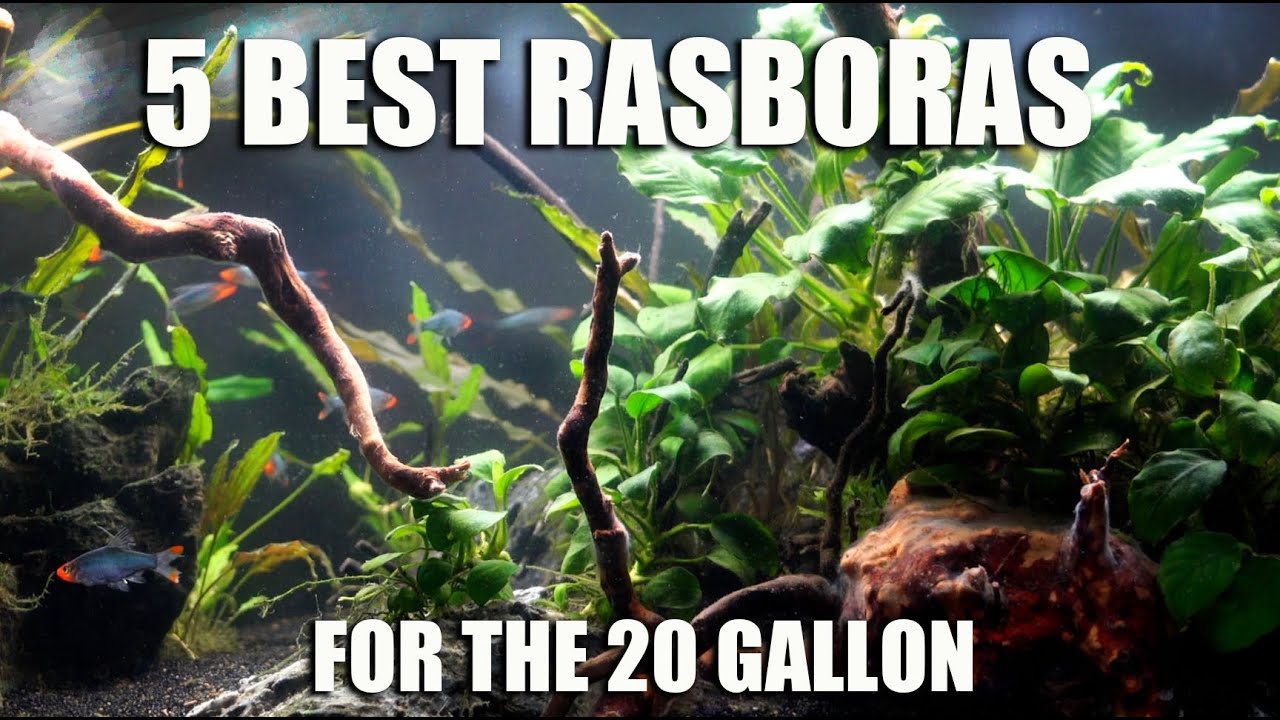 5 Best RASBORAS For The 20 Gallon (or Smaller)! 💙 ️💚 YouTube