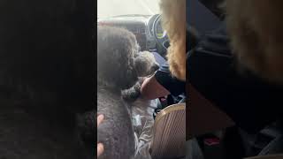 ペロペロキャンディちゃうぞ｜ゆめごろん