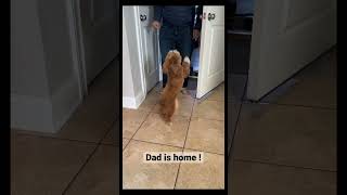 Dog waits for dad and reacts when dad is home #cutepuppy #puppylove #dog #dogoftheday #saturday