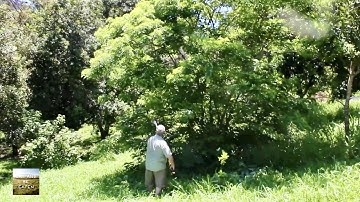 Best PERMACULTURE TREE for Hawaii (Chop and Drop, Nitrogen Fixer, Living Mulch) | Eat And Be Eaten