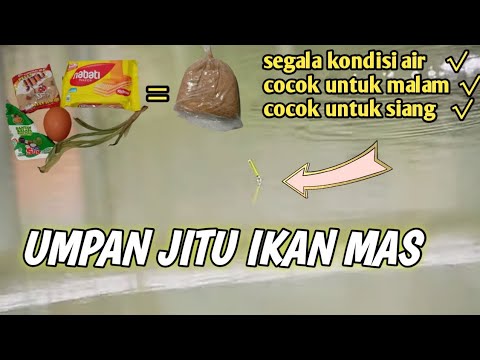 UMPAN IKAN MAS PALING GACOR BUAT MANCING MALAM APALAGI SIANG LANGSUNG