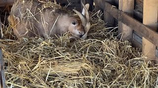 How to keep animals warm with no electricity in single digit temps by Big E’s Farm 426 views 4 months ago 7 minutes, 14 seconds