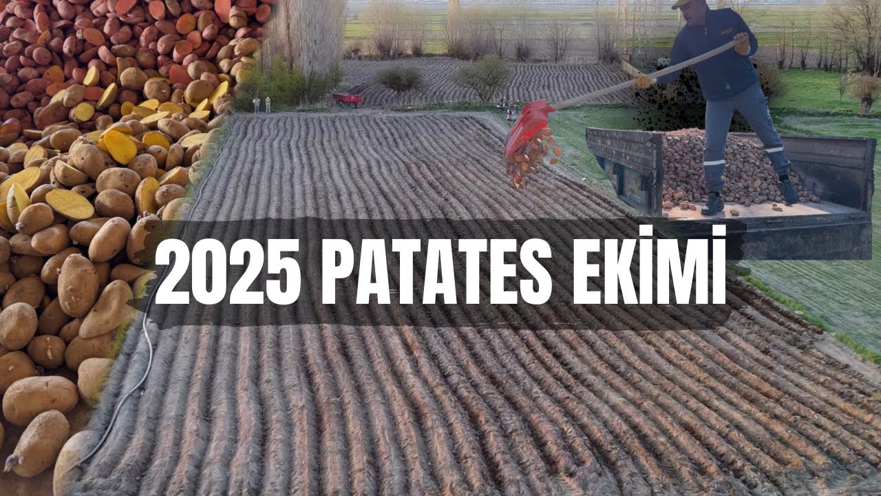2025 PATATES EKİMİ