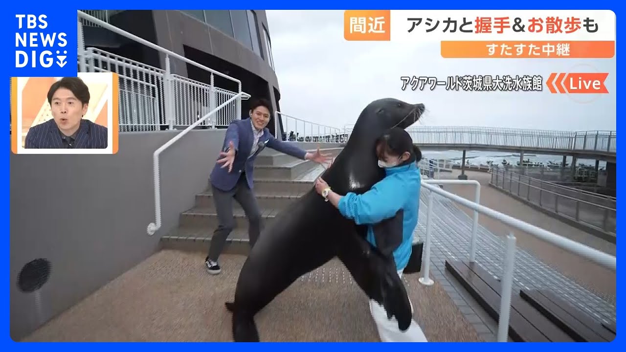 “海の生き物”と握手ができる！関東最大級の水族館に新スポット誕生【すたすた中継】｜TBS NEWS DIG