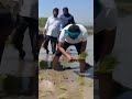 tiger telangana