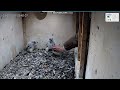PKiN Warszawa -Mama karmi ,wychodzi. OBRĄCZKOWANIE 2 Młodych, zabranie i powrót -2026 05 21 09 23